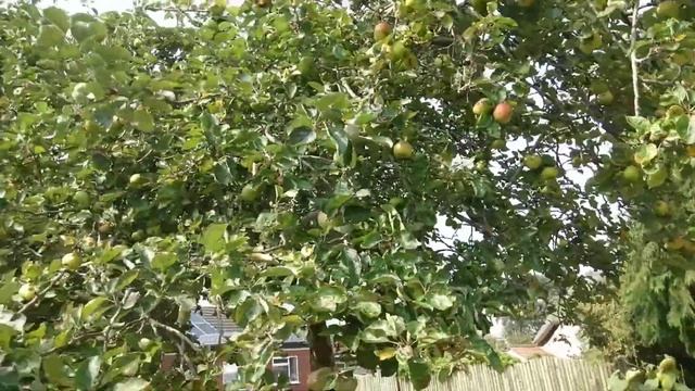 UK Green Apples and Pears Picking смотреть онлайн
