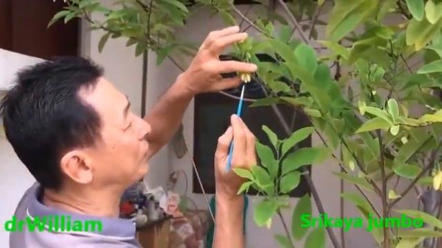Cara membuat pohon Srikaya Jumbo (apple sugar) berbuah banyak смотреть онлайн