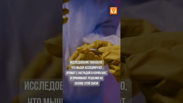 #Наука памяти Запахи и быстрые решения #удивительнаяпамять #улучшитьпамять смотреть онлайн