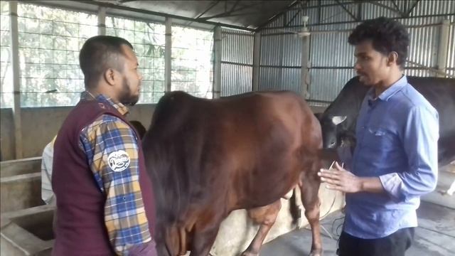 ১০০ কেজি ওজনের গরুকে প্রতিদিন কত কেজি দানাদার খাবার দিতে হবে?অনেক গরুত্বপূ্র্ণ তথ্য পাবেন এই ভিডিওত смотреть онлайн