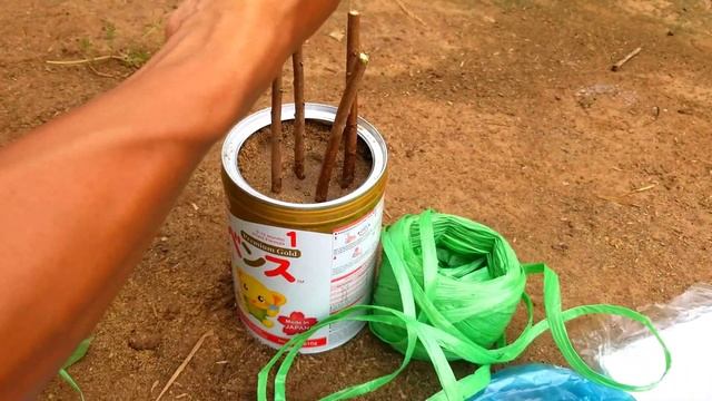 Smart Way To Propagate Sugar Apple Tree 🌴 смотреть онлайн