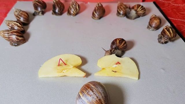 snail 🐌 eating apple 🍎 смотреть онлайн