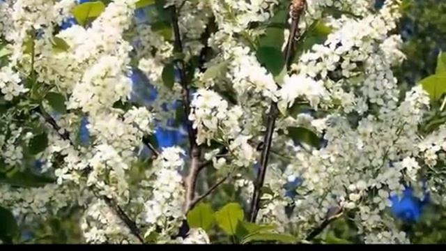 Ах, вы годы, пролетели..., Стихи Людмила Делий, муз. и исп. #СамуилФрумович смотреть онлайн