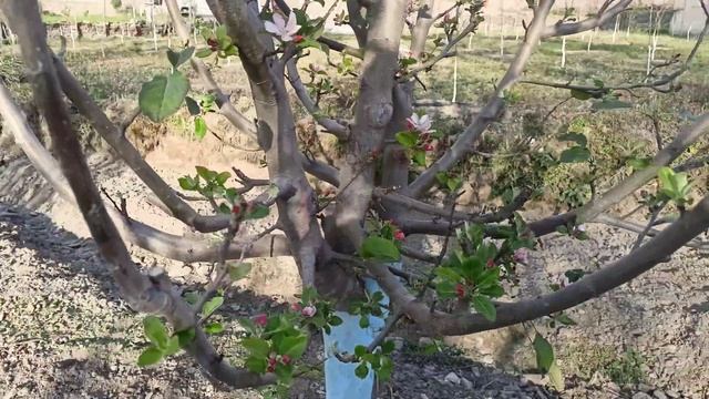 FIRST STAGE FLOWERING IN ANNA APPLE PLANT смотреть онлайн