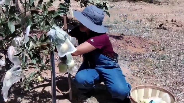 R&L Paradise Garden: Apple Harvest 2020 смотреть онлайн