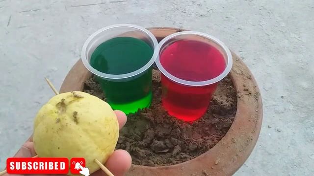 Grow Apple tree from an apple fruit 🍏🍏 Grow gauva tree from an gauva fruit 🍐🍐 смотреть онлайн