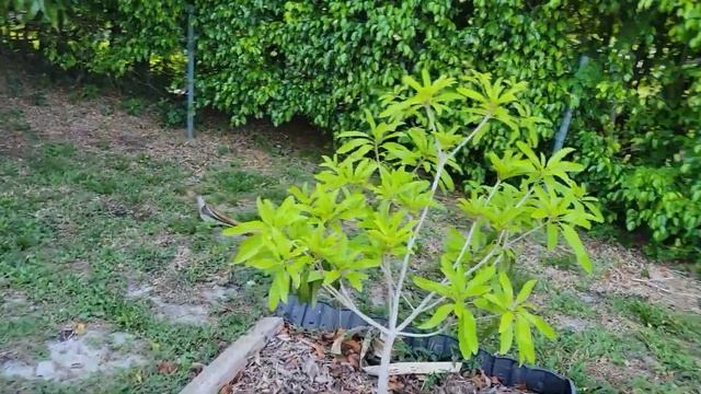 Grow These 5 Tropical Fruit Trees If You Don't Have Space! смотреть онлайн