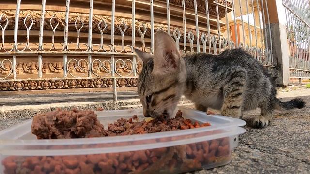 Today at here other kitten And mom cat don't eat my food смотреть онлайн