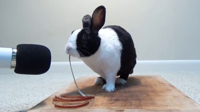 Rabbit eating entire apple peel ASMR смотреть онлайн