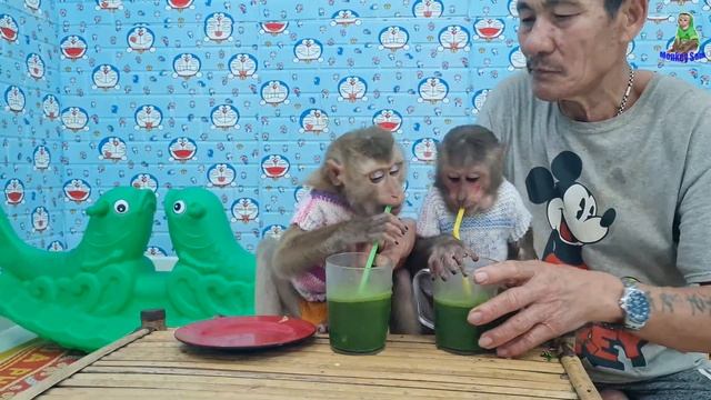 Sweet monkey love to drink sour leaf juice with apples смотреть онлайн