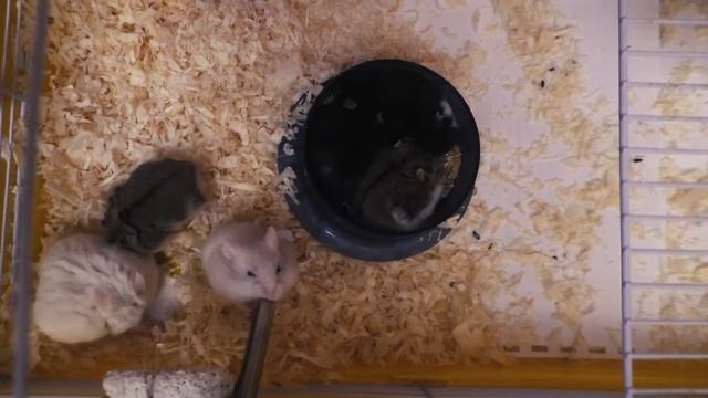 Кормление хомяков. Куча-мала)))