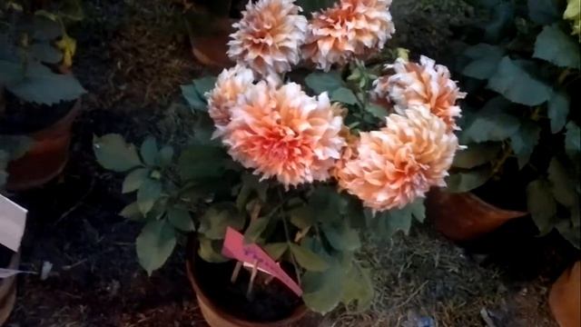 Nokia N8 video camera test in 2021 смотреть онлайн