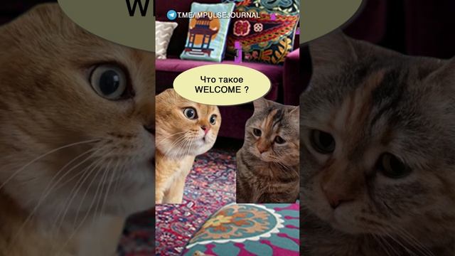 Легко запомнить #мыкотики #вмем #разговор #анекдот #шутки #кот #юмор #смешное #прикольно #мемы смотреть онлайн