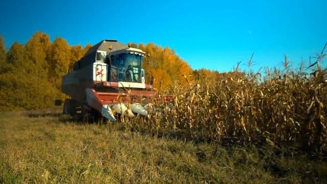 Бережная уборка кукурузы c Argus 870 смотреть онлайн
