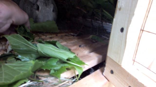 Наши кролики смотреть онлайн