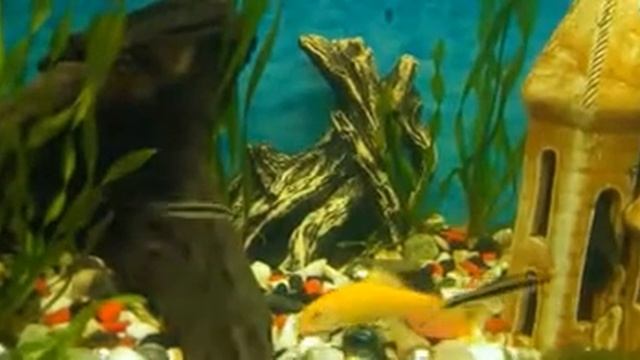 Водорослеед сиамский (Сомик-водорослеед. Отоцинклюс. (САЕ)  Размножение, содержание, Уход.