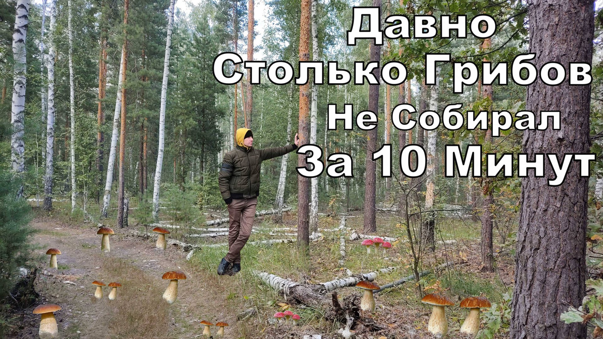 БЕЛЫЕ ГРИБЫ за10 Минут Полный Пакет. Сбор Грибов Безумная Грибная Роща