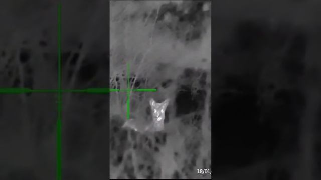 Косули в Ростовской области смотреть онлайн