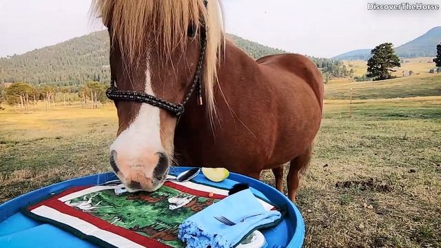 Icelandic Horse Eating Treats! ASMR смотреть онлайн