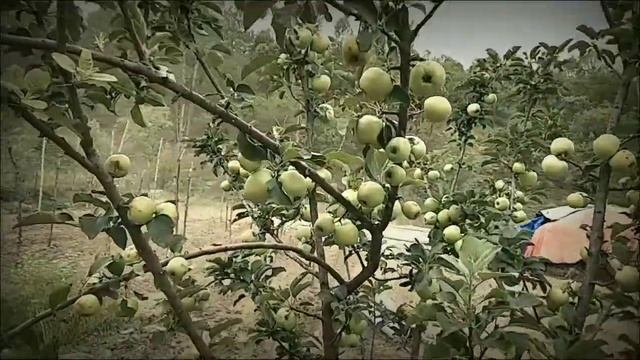 anna low height apple plant with fruits .... contact us смотреть онлайн