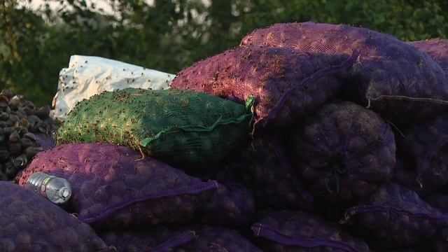 Apple snails causing problems in Louisiana смотреть онлайн