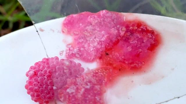 ASMR Crushed snail eggs | Apple snail Eggs ASMR 🐌29 смотреть онлайн