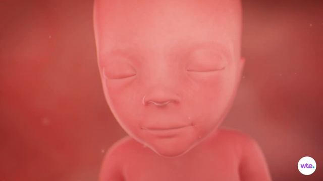 16 Weeks Pregnant - What to Expect смотреть онлайн
