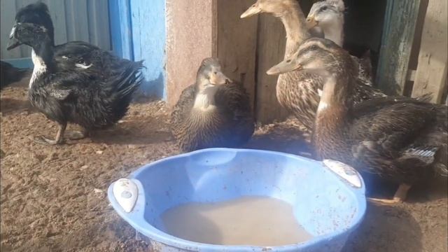 село Кудряшово. 06.04.2022год. перелом руки и ни чего не сделаешь. ЖАЛЬ. смотреть онлайн