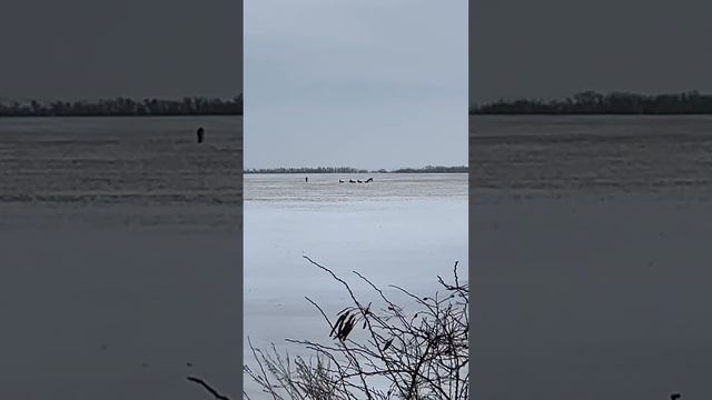 Косули на расслабоне смотреть онлайн