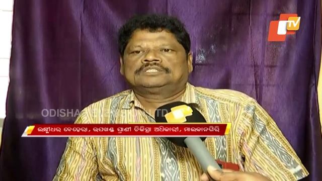 Lumpy skin disease in cattle: Odisha govt issues advisory on preventing the disease смотреть онлайн