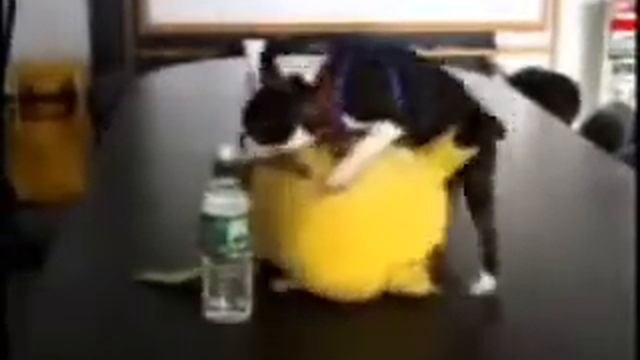 Hentai пикачу смотреть онлайн