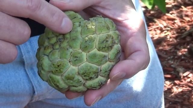 Tasting A Sugar Apple At Mark And Cindy's Food Forest