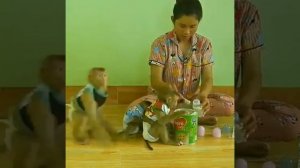 Кормление детёнышей обезьян