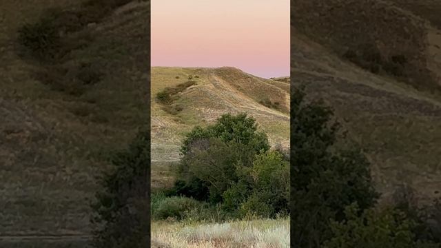 Лоси рядом с городом #охота #ночнаяохота #природа #лоси #дикиезвери смотреть онлайн