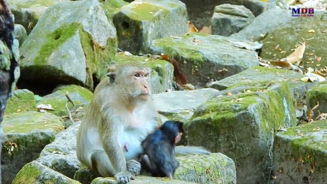 Monkey older sister sneaks behind her brother to play pick apple смотреть онлайн