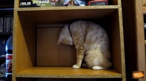 Кот играет с хвостом