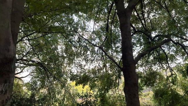 iPhone 15 pro max pro res hdr 4k 30fps #iphone15promax #iphone15prores #HDR смотреть онлайн