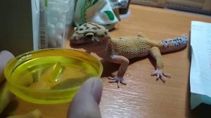 Эублефар пьёт воду