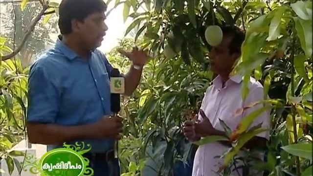 Mango Cultivation on Terrace смотреть онлайн