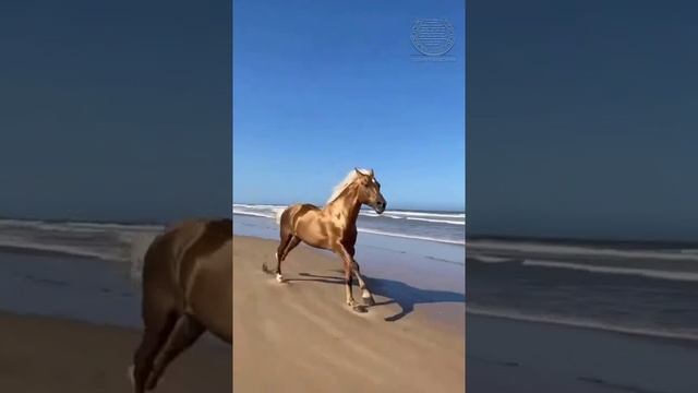 «КОНЬ» смотреть онлайн