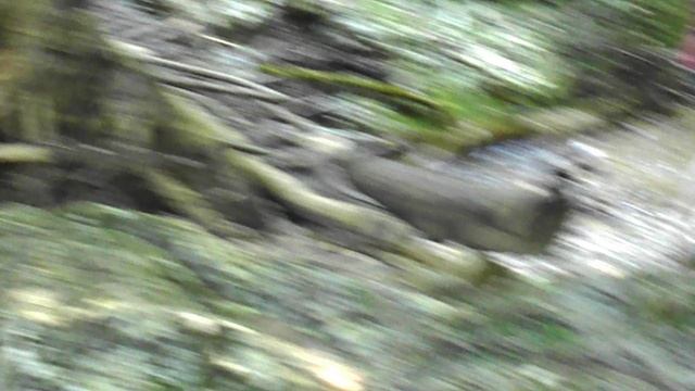 DSCN3347ЛОТОСЫ КИЗИНКА МОСТОВСКИЙ РАЙОН ИЮЛЬ 2020