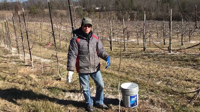 Painting Apple Trees смотреть онлайн