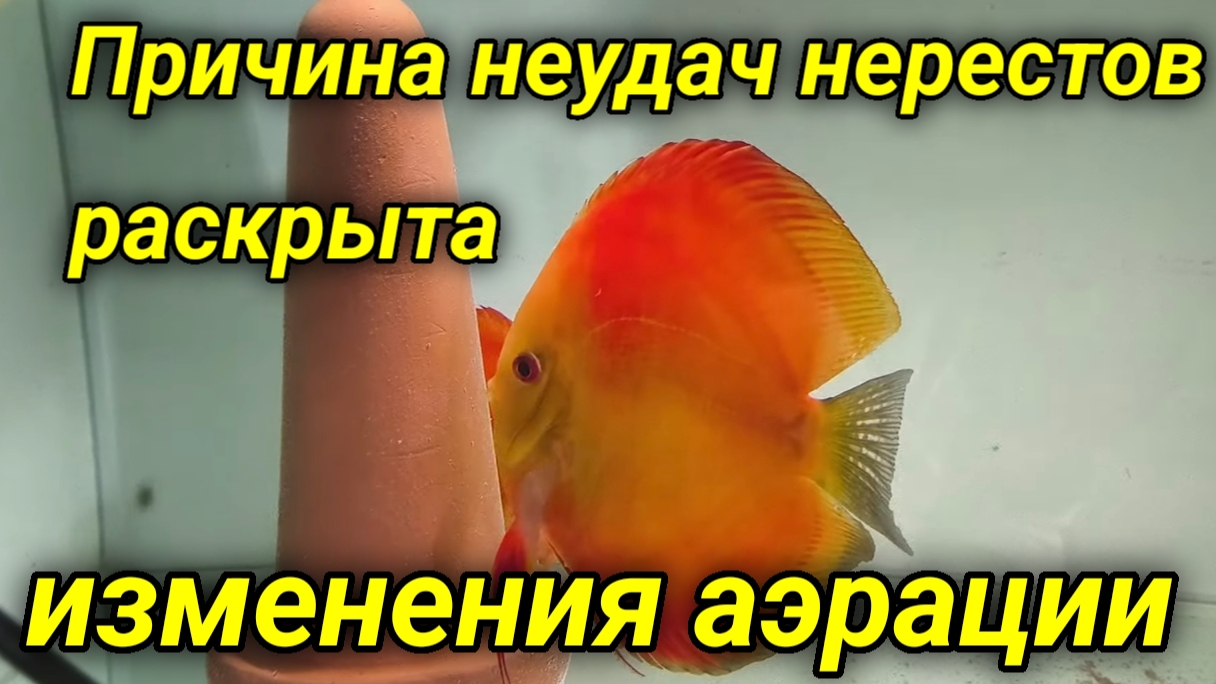 Недельные новости разводни 12 октября смотреть онлайн