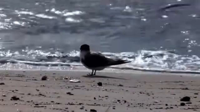 Светлана Шиманская, Как познать такие разные миры..., муз. и исп. #СамуилФрумович смотреть онлайн