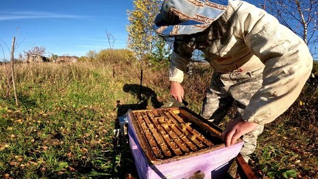 Коллапс пчёл. Пасека опустела. смотреть онлайн