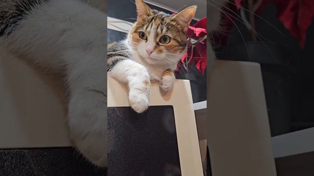 эй, вы, безхвостые... смотреть онлайн