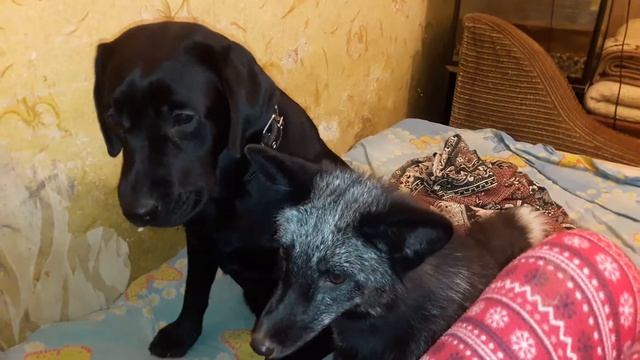 A fox and a dog eating an apple. смотреть онлайн