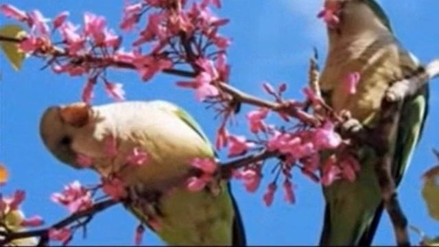 Лукошко мечты..., Стихи М. Нестеренко-П. Роживец, муз. и исп. #СамуилФрумович смотреть онлайн