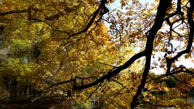 золотая осень 2024 смотреть онлайн