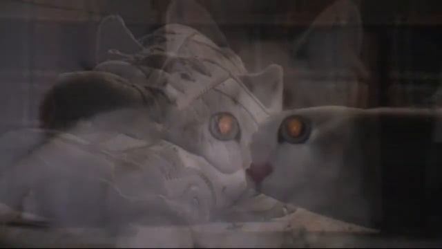 Boing! Devil Kitty Pounces! смотреть онлайн